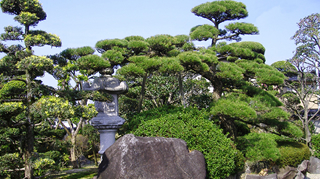 KUROMATSU (Japanese black pine)