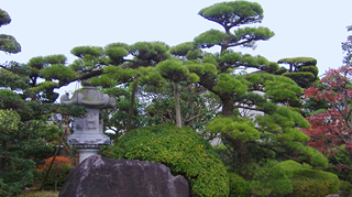 KUROMATSU (Japanese black pine)