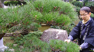 KUROMATSU (Japanese black pine)