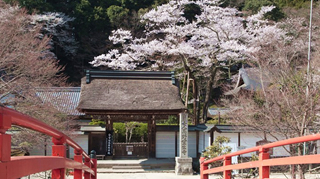 Cherry tree in Muro Temple (Nara)