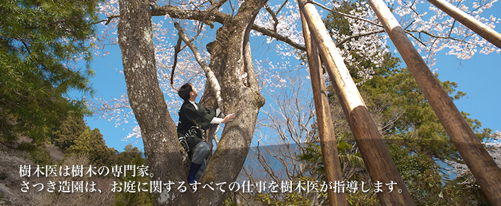 樹木医は樹木の専門家