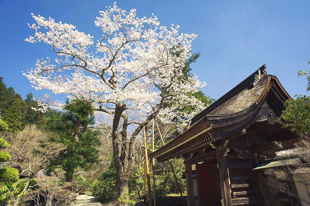 室生寺のサクラ