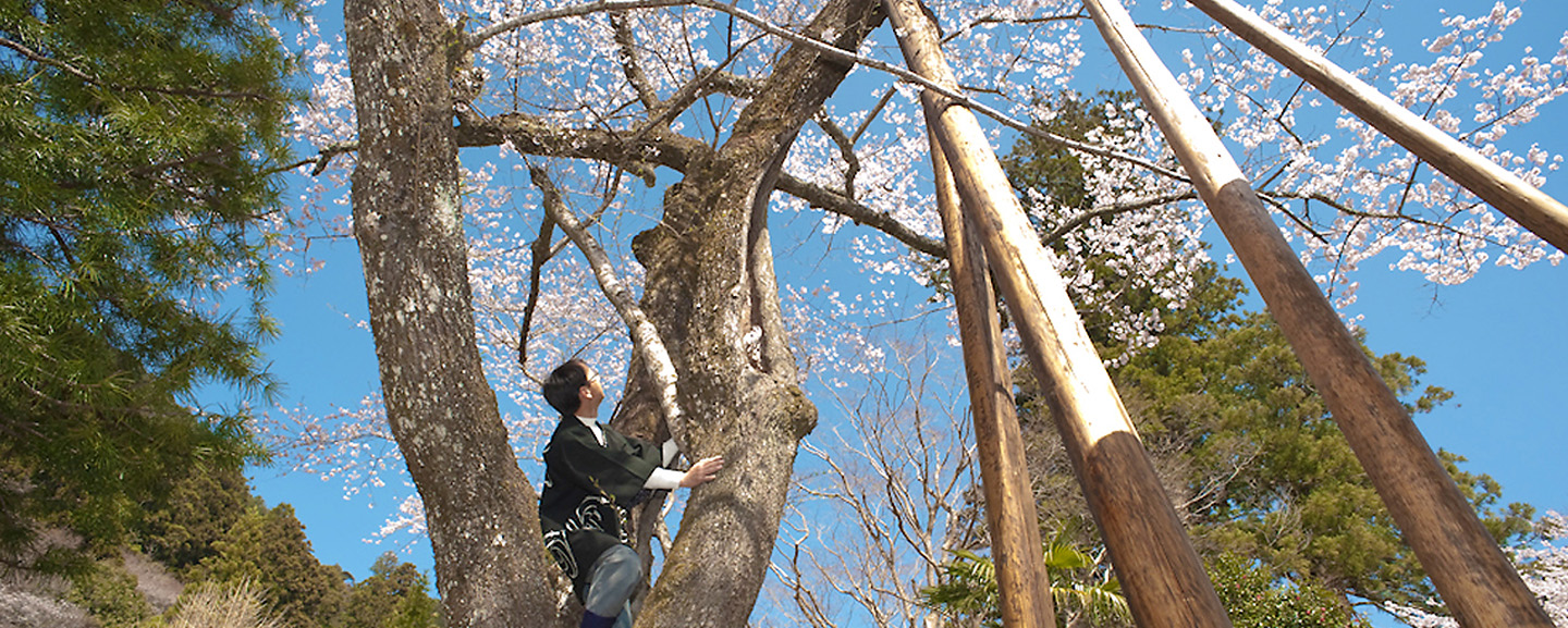 JUMOKUI (Arborist)