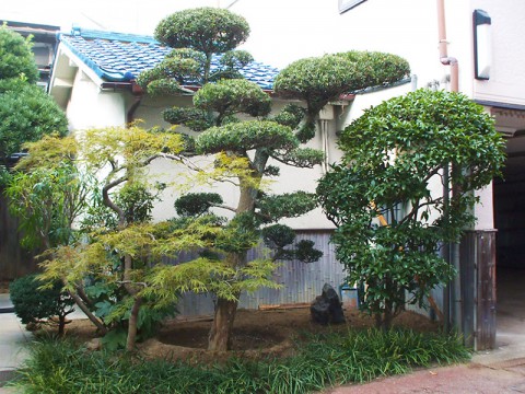 槇の植栽