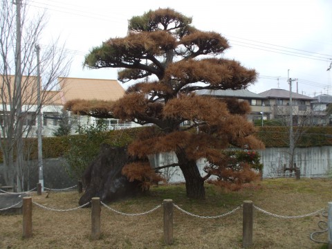 松くい虫　松枯れ