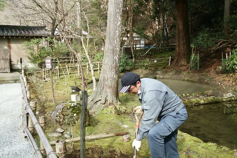 室生寺　稚児桜