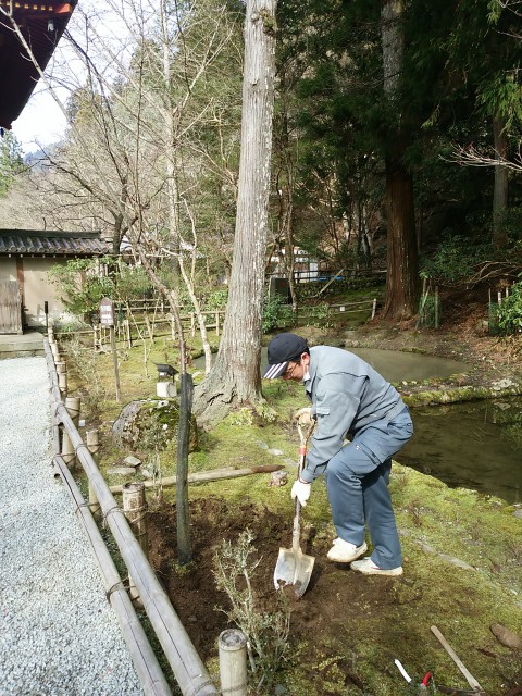 室生寺　稚児桜