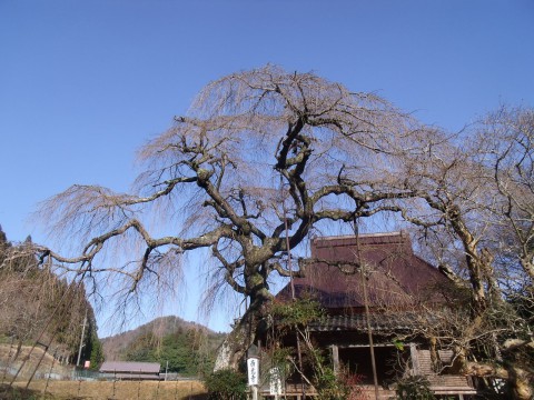 西光寺　枝垂桜