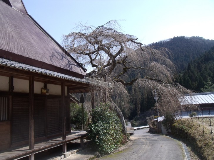 西光寺　城之山桜