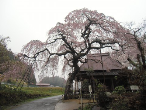 西光寺　城之山桜