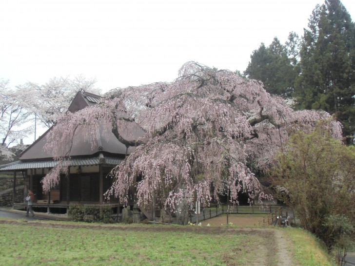 枝垂桜　西光寺　室生