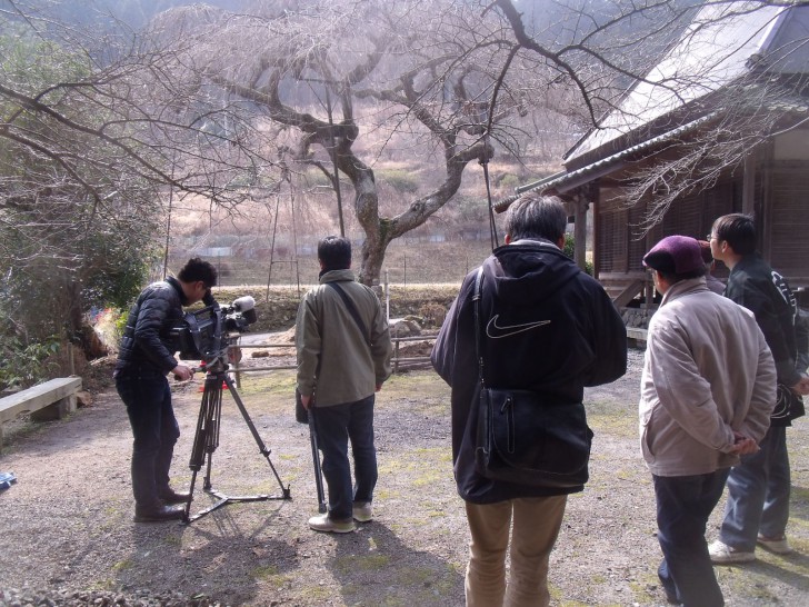 奈良テレビ　西光寺　枝垂桜