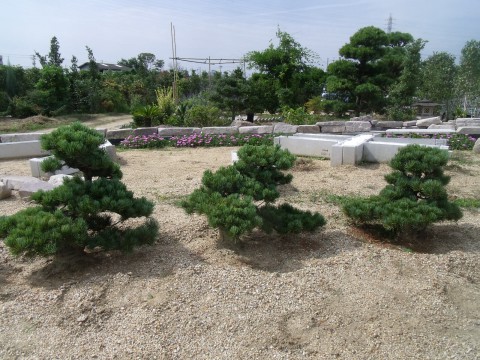 五葉松　盆栽