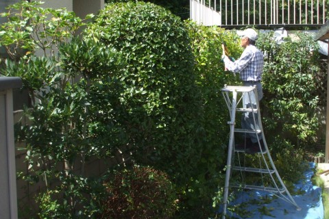 大阪　植木屋　