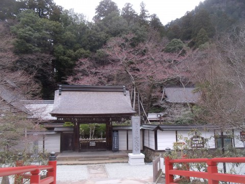 薄墨桜　室生寺