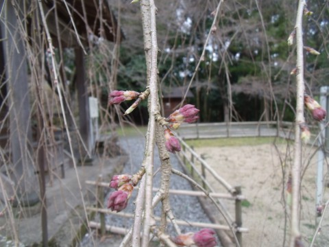 室生　枝垂桜