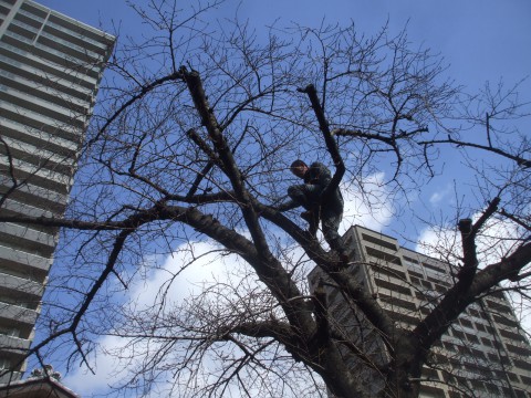 大阪市内　剪定