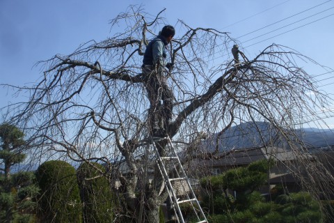 樹木医　桜治療