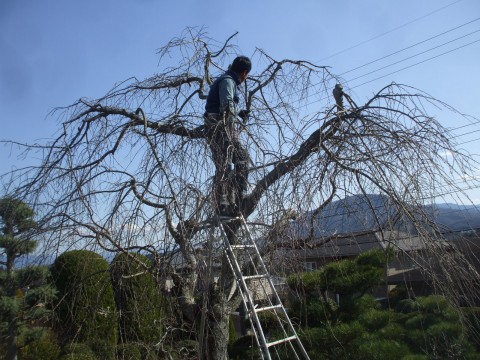 樹木医　桜治療