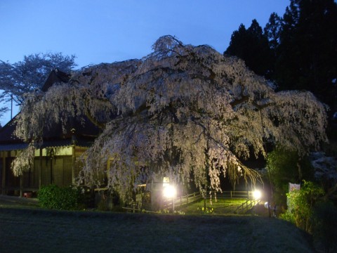 西光寺　枝垂桜