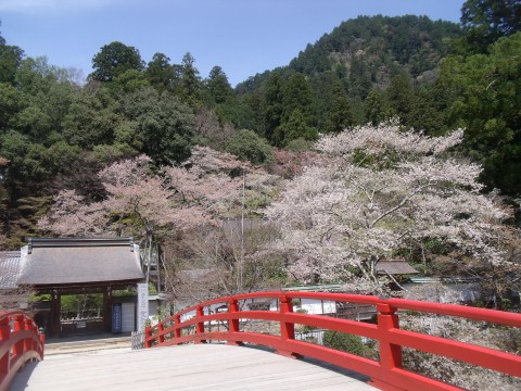 室生寺　サクラ