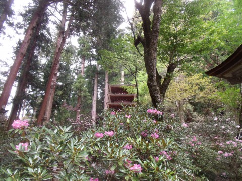 室生寺　シャクナゲ