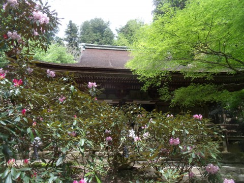 室生寺・本堂のシャクナゲ