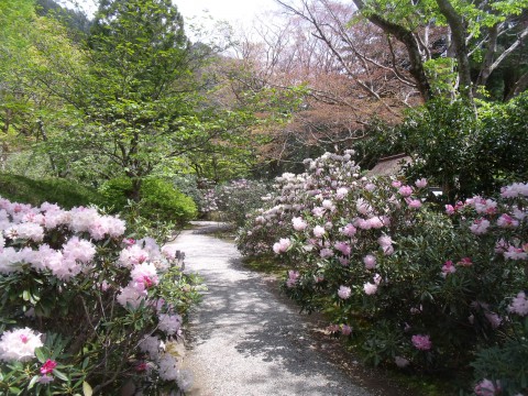 室生寺　石楠花