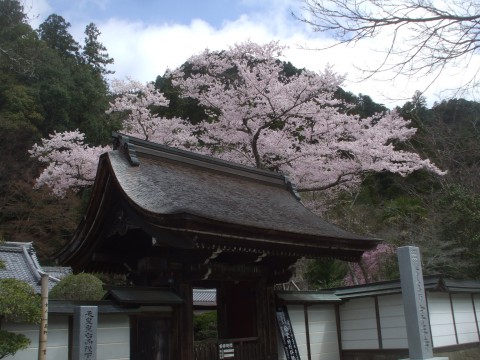 室生寺　さくら