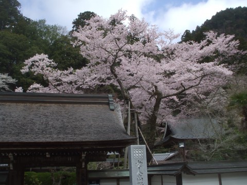 奈良室生寺のサクラ