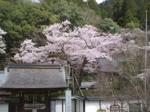 室生寺　淡墨桜