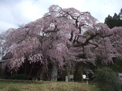 西光寺　城之山桜