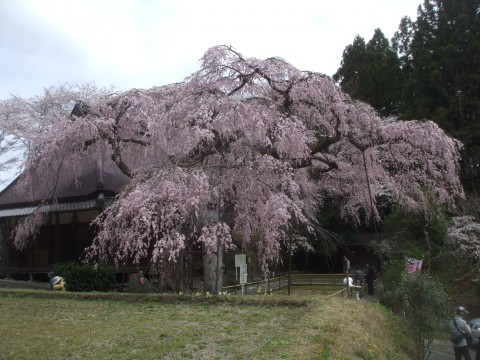 宇陀市　西光寺　サクラ