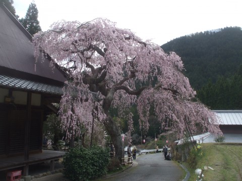 西光寺　城之山桜