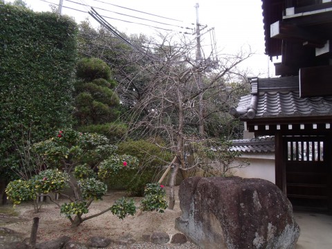 黒松の植栽