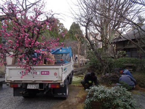 紅梅　植える