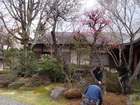 梅の植栽