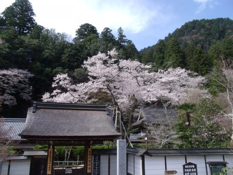 室生寺の薄墨桜