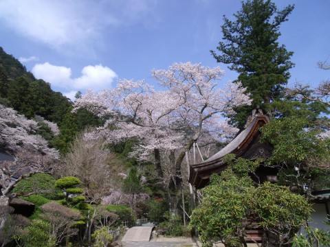 室生寺　さくら