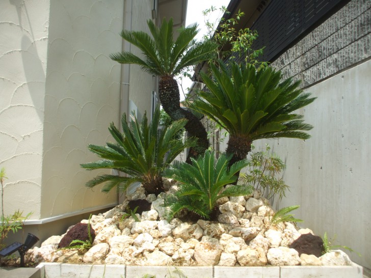 蘇轍　ソテツ　庭木 ガーデニング　☆早い者勝ち☆ 蘇鉄 ソテツ10号 観葉植物 お祝 新築祝い 開店祝い シンボルツリー