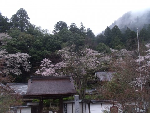 室生寺　薄墨桜