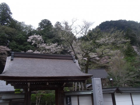 サクラ　室生寺