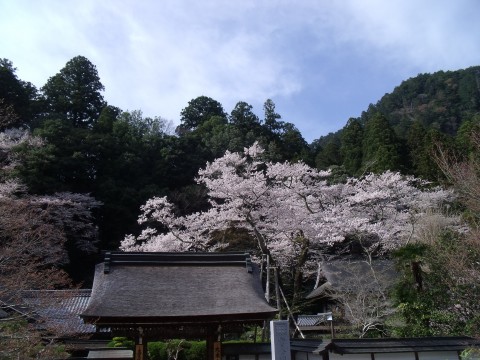 さくら　治療