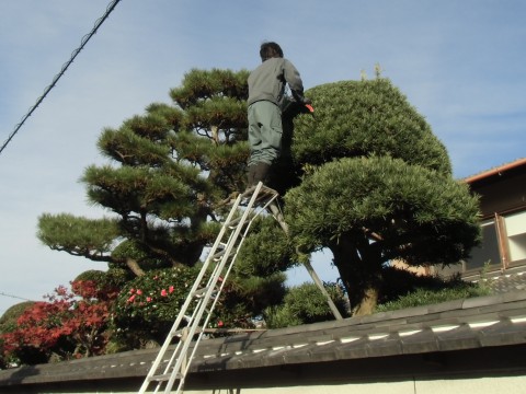 お庭の手入れ　剪定