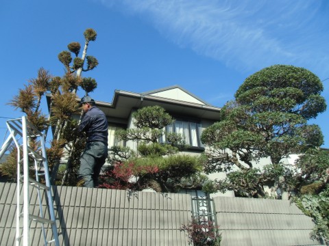 植木の剪定