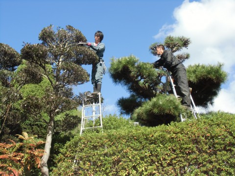 葉刈　植木