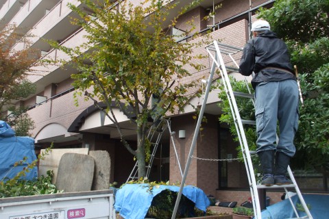 マンション　植木管理　大阪