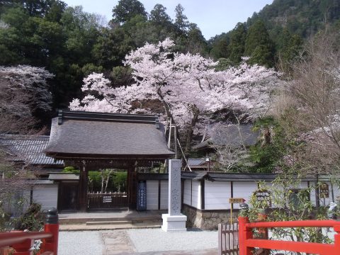 室生寺　春