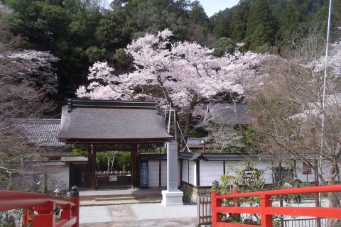 室生寺　薄墨桜