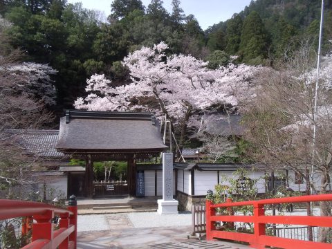 室生寺　薄墨桜